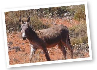 Australia postcard Australia postcard